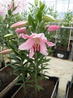 [1776 Caruso No02.JPG]